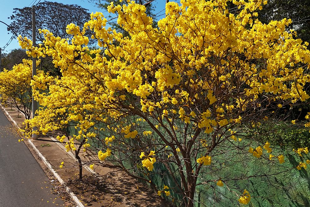 O espetáculo dourado dos ipês no Thermas dos Laranjais