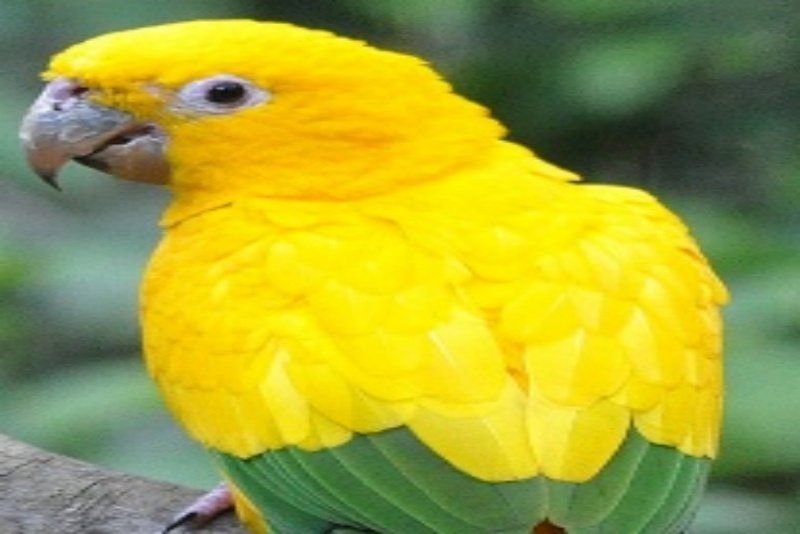ARARAJUBA