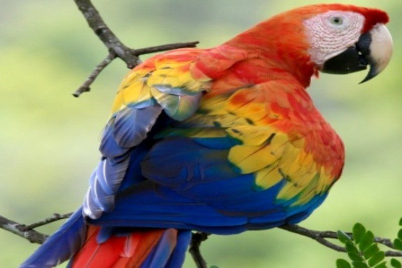 ARARACANGA