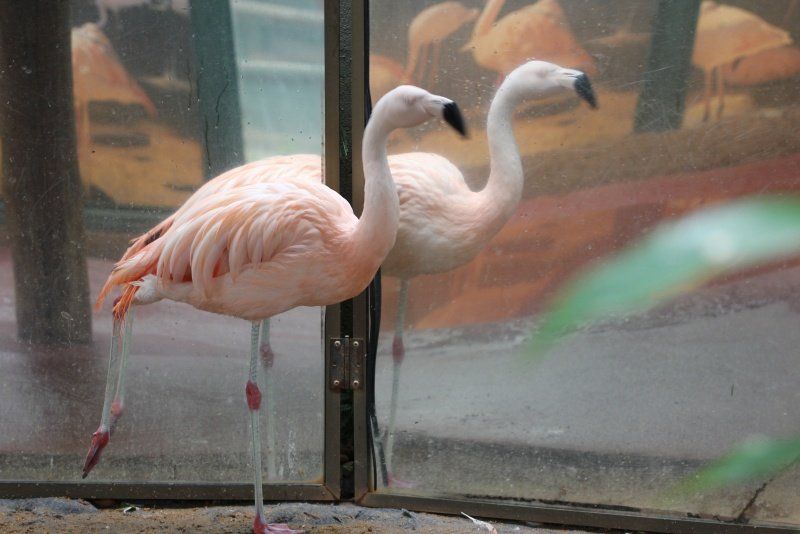 FLAMINGO-CHILENO