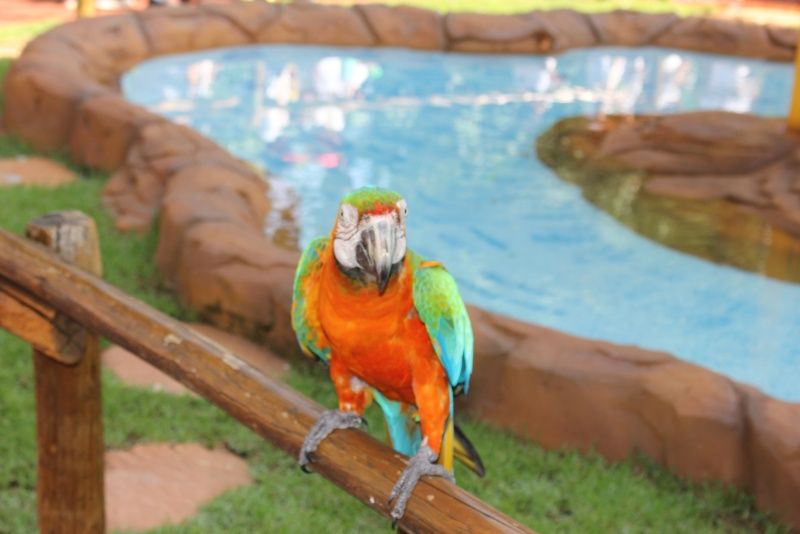 ARARA-HÍBRIDA