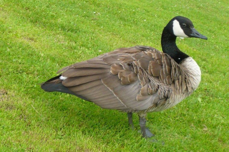 GANSO-CANADENSE