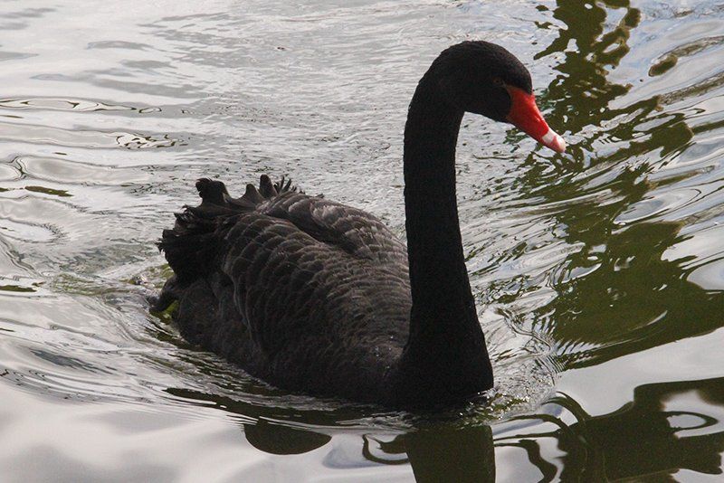 CISNE-NEGRO