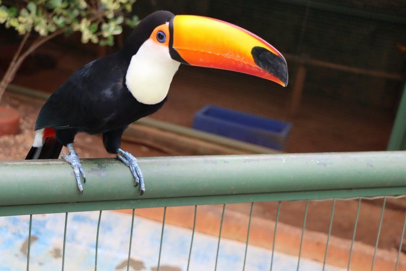 TUCANO-TOCO