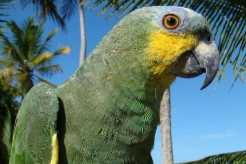 PAPAGAIO-DO-MANGUE