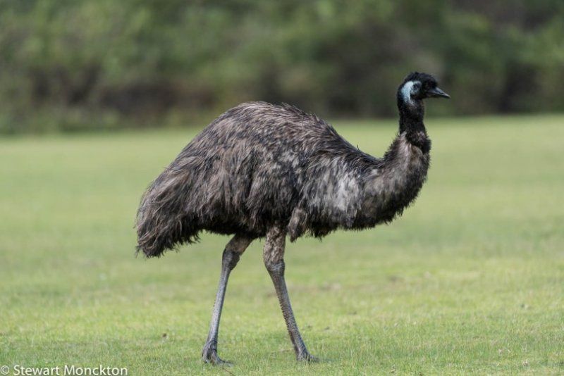 EMU