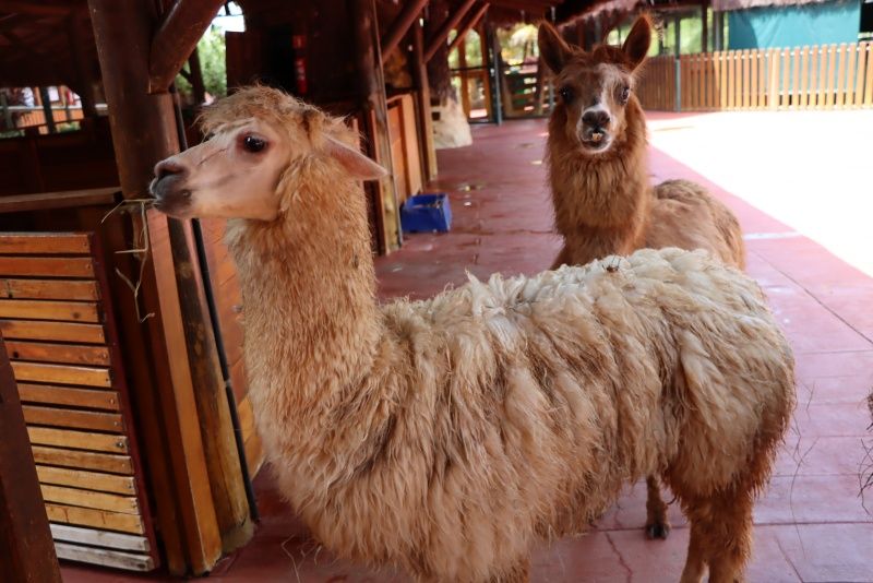 ALPACA