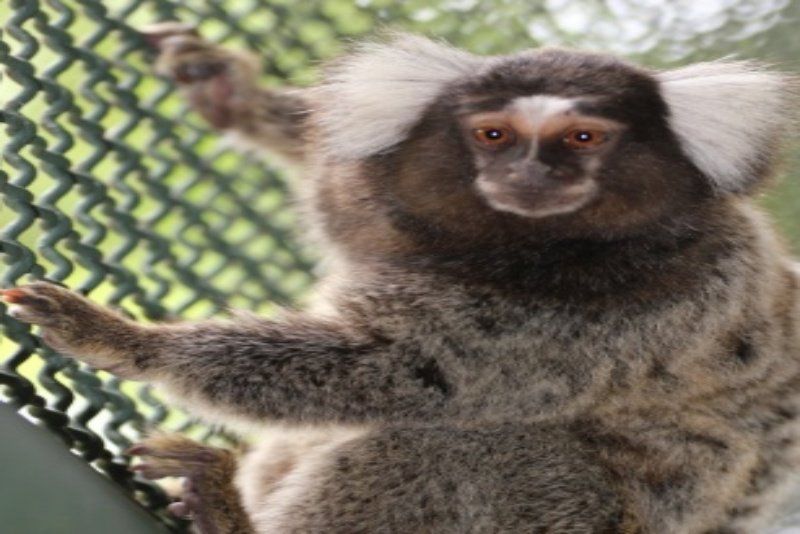 SAGUI-DO-TUFO-BRANCO