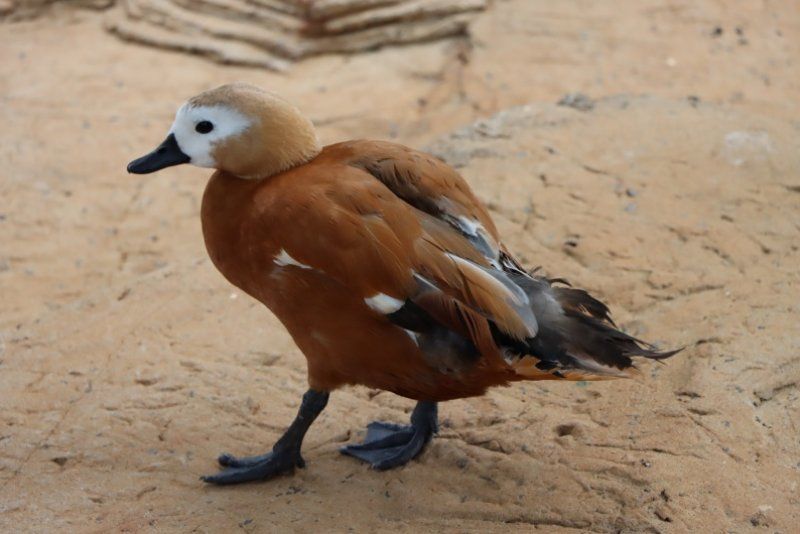 PATO-FERRUGÍNEO