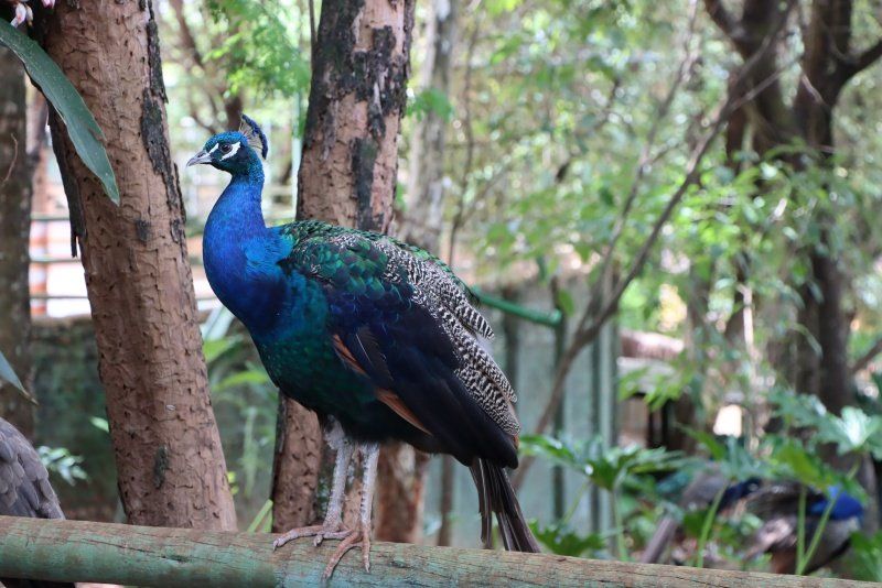 PAVÃO-AZUL