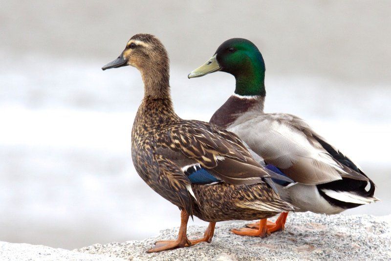 PATO-REAL
