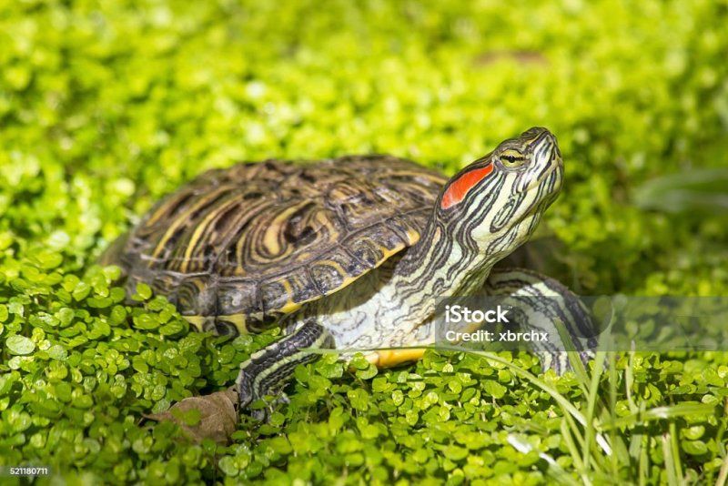 TARTARUGA-DE-ORELHA-VERMELHA